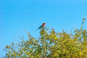 Lilac-breasted Roller, Chobe, Botswana