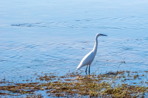 DSC03886-DeNoiseAI-severe-noise