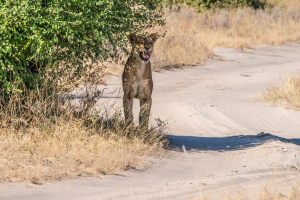 Lioness, Chobe, Botswana