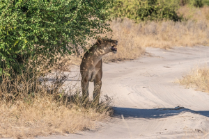 Lioness, Chobe, Botswana