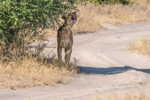 Lioness, Chobe, Botswana