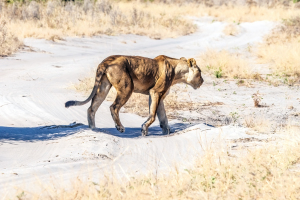 Lioness, Chobe, Botswana