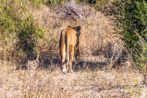 Lioness, Chobe, Botswana