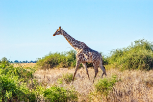 Giraffe, Chobe, Botswana