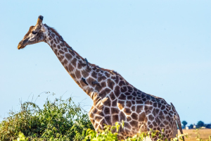 Giraffe, Chobe, Botswana