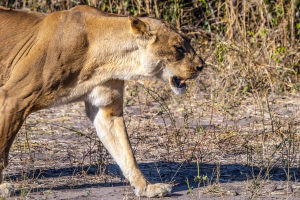 Lioness, Chobe, Botswana