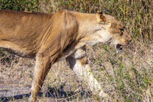 Lioness, Chobe, Botswana