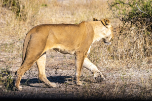 Lioness, Chobe, Botswana