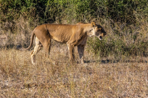 Lioness, Chobe, Botswana