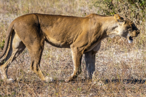 Lioness, Chobe, Botswana