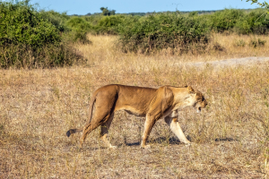 Lioness, Chobe, Botswana