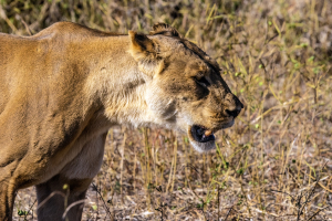 Lioness, Chobe, Botswana