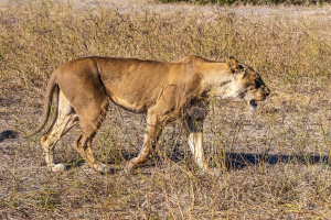 Lioness, Chobe, Botswana