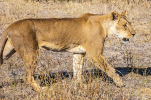 Lioness, Chobe, Botswana