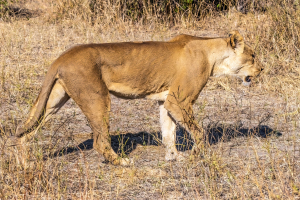 Lioness, Chobe, Botswana