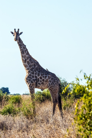 Giraffe, Chobe, Botswana