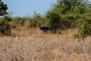 African Buffalo, Chobe, Botswana