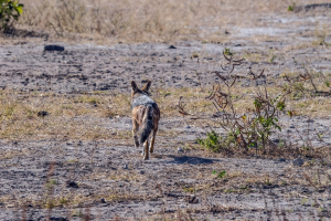 Coyote, Chobe, Botswana