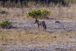 Coyote, Chobe, Botswana