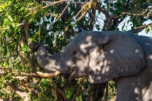 Elephant, Zambia