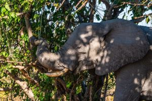 Elephant, Zambia