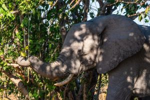 Elephant, Zambia