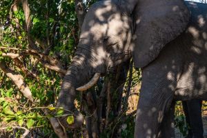 Elephant, Zambia