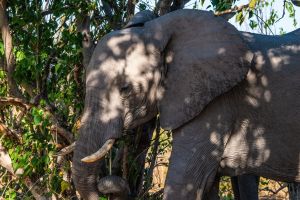 Elephant, Zambia