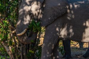 Elephant, Zambia