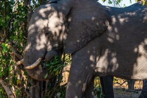 Elephant, Zambia