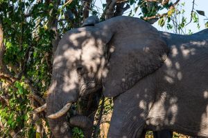 Elephant, Zambia