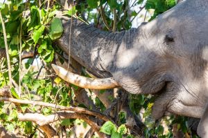 Elephant, Zambia