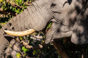 Elephant, Zambia