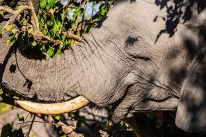 Elephant, Zambia