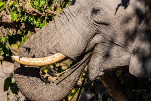 Elephant, Zambia