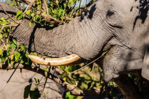Elephant, Zambia