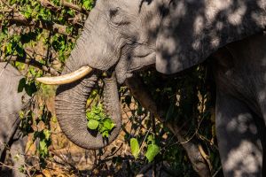 Elephant, Zambia