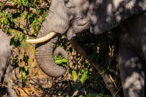 Elephant, Zambia