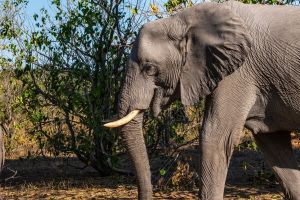 Elephant, Zambia