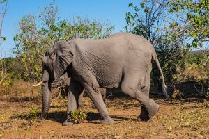 Elephant, Zambia