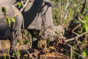 Elephant, Zambia