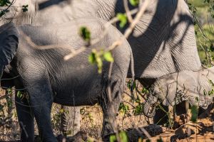 Elephant, Zambia