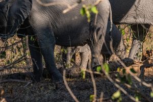 Elephant, Zambia