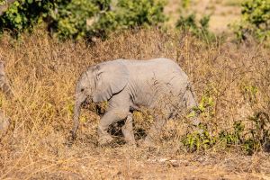 Elephant, Zambia