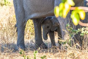 Elephant, Zambia
