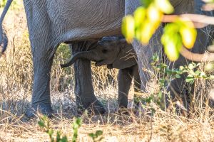 Elephant, Zambia