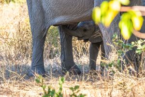 Elephant, Zambia