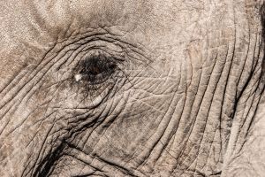 Elephant, Zambia