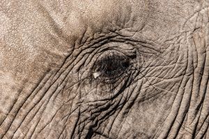 Elephant, Zambia