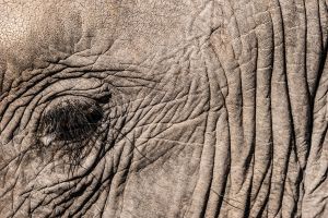 Elephant, Zambia
